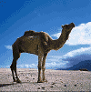 A dromedary can be bred and trained for riding and racing